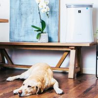 Sharp FP-K50UW Air Purifier: Trusted Review & Specs