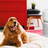 TCL Breeva A3 Smart Air Purifier: Trusted Review & Specs